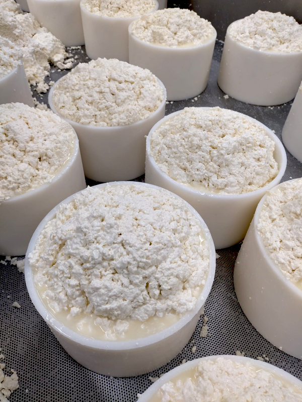 Proceso de elaboración del queso gamonéu